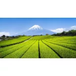 Matcha Lux Miyako Ceremonial Gold 50 gr