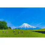 Matcha Lux Miyako Ceremonial Gold 50 gr