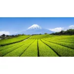 Matcha Lux Miyako Ceremonial Gold 30 gr 